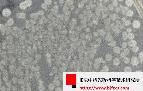 重组蛋白检测